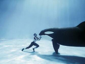 Killer Whales Wallpaper Animal Literature