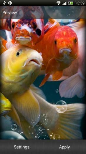 Koi Fish Live Wallpaper