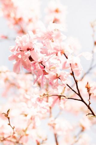 Pink Floral Pictures Image