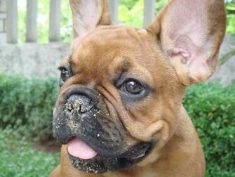 French Bulldog Photos And Wallpaper