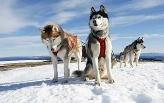 Wallpaper Dog Sledding Snow Sky Cold HD Picture Image