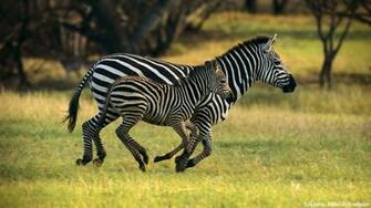 High Definition Zebra Wallpaper