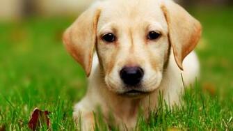 Cute Puppy Wallpaper Nature