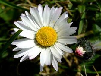 Daisy Daisies Desktop Background Wallpaper
