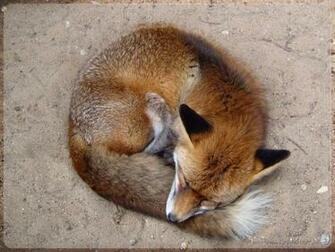 Cute Baby Red Fox Hot Girls Wallpaper