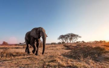 Africa Elephant 4k Wildlife Savannah Elephants Sfondo