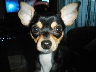 Beautiful Chihuahua Wallpaper