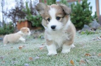 Corgi At Weeks Wallpaper Dog Breeds Picture