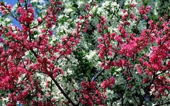 Desktop Background Colourful Photos Of Spring Star Facts