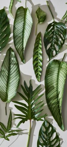 Vegetarian Ventures On Inspire Forage Plant Wallpaper