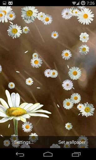 Bigger Cute Daisy Live Wallpaper HD For Android Screenshot