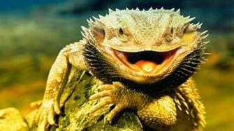 Cool Wallpaper Animals Animal Lizard Dragon Jpg