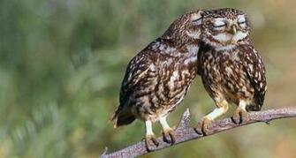 Fotostock Bing Australia Wallpaper