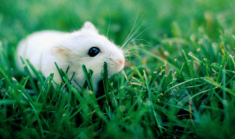 Cute Hamster Wallpaper Desktop