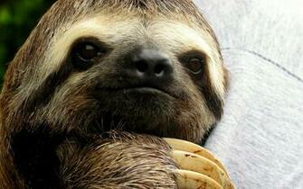 Sloth Wallpaper