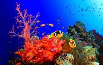 Ocean Nature Fishes Background Image Sealife HD Blue
