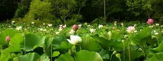 Pin Lotus Garden Wallpaper Pictures