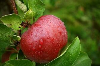 Apple Tree Wallpaper Image And