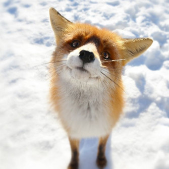 Fox Closeup In Snow Field iPad Wallpaper Cute Animals