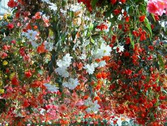 Flower Garden Art Prints And Posters Wall Buy A Poster