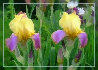 Iris Wallpaper