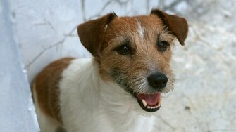 HD Jack Russell Terrier Wallpaper