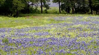 Bluebonnets Wallpaper Hq Desktop HD4desktop