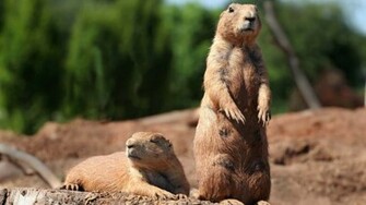 Groundhog Wallpaper Desktop Background