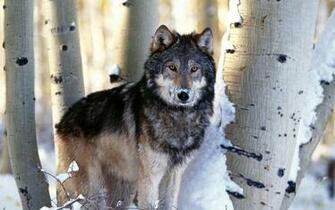 Wolf Live Wallpaper Is A Brand New App For Your Mobile The