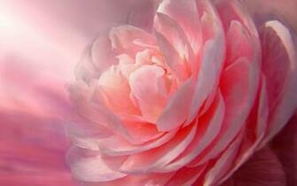 Pink Peony Wallpaper