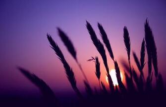 Sunset Wallpaper X Net