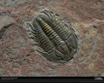Index Of Library Image Slideshows Gallery Fauna Fishy