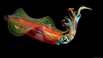 Animals HD Wallpaper Full 1080p