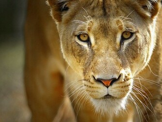 Lioness Wallpaper Jpg