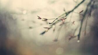 Nature Branches Close Up