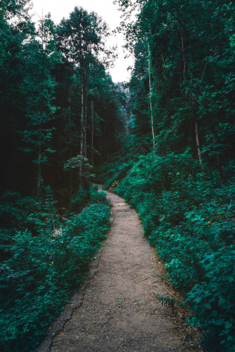 Forest Wallpaper