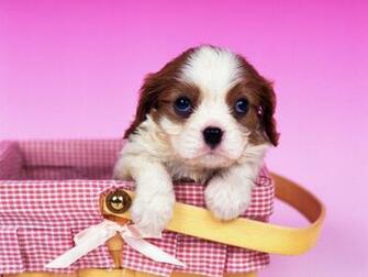 Cute Puppy Wallpaper For Computer Hvgj