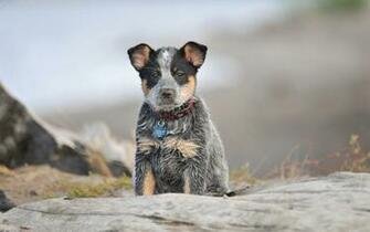Australian Cattle Dog HD Wallpaper Background Image