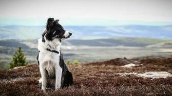 Border Collie Computer Wallpaper Desktop Background