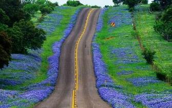 Bluebonnet HD Wallpaper Wallpaperask