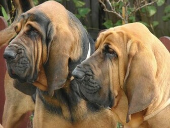 Wallpaper Picture Bloodhound Puppies Dog