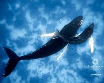 Humpback Whales