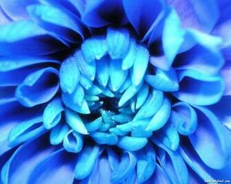 Amazing Blue Color Rose HD Wallpaper For Computers E Entertainment
