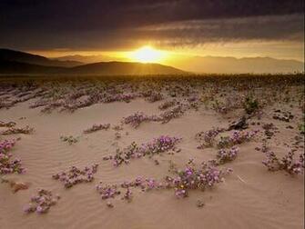 Desert Scene Wallpaper