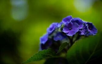Hydrangea Computer Wallpaper Desktop Background Id