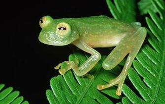 Tree Frog Computer Wallpaper Desktop Background Id