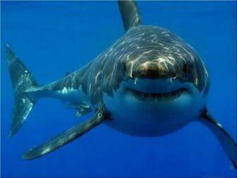 Great White Shark HD Wallpaper