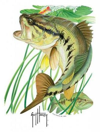 Cal Tees Guy Harvey Shirts Not Found