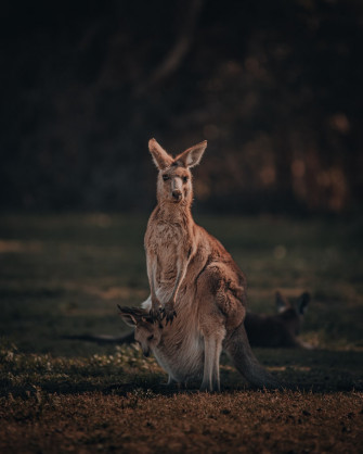 Kangaroo Pictures Image Stock Photos On