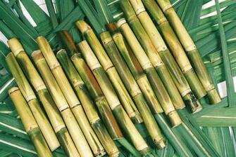 Sugarcane Wallpaper
